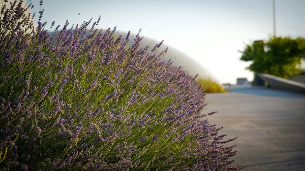 Astuce Infaillible pour Éliminer l'Ancienne Peinture sans Effort Avant de Repeindre