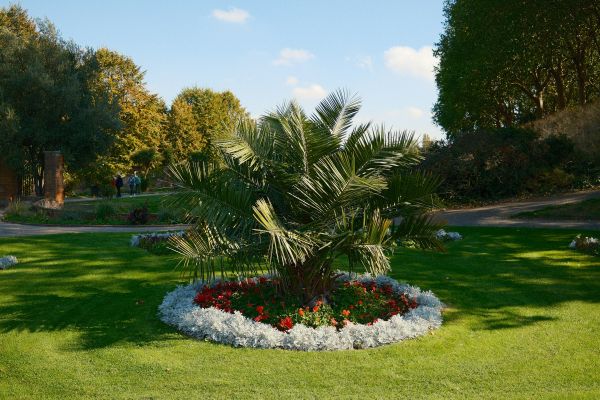 Maîtriser l'entretien des palmiers et du jardin pour une croissance optimale